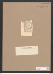 Surirella biharensis Pant. (de-Toni-Nr.: Genus 53, Species 2316) Zeichnungen Sammlung Grunow Nr. 4764 (NHMW-BOT-W0372885)